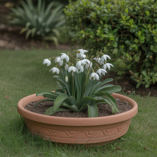 White Snow Flower Seeds Planting - Cultivate Beautiful White Flowers