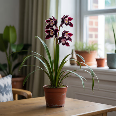 Cymbidium Faberi Black Seeds for Easy Planting