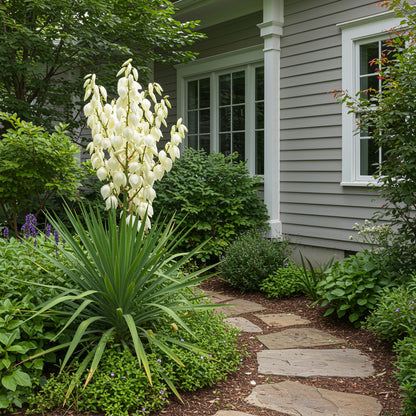 White Yucca Flower Planting Seed for Stunning Desert-Like Blooms in Your Garden, Perfect for All Seasons
