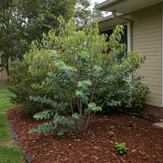 Cider Gum Eucalyptus Seeds for Bonsai Planting