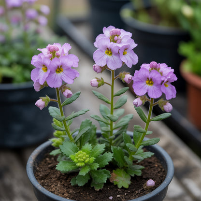 Nemesia Flower Seeds Planting Guide