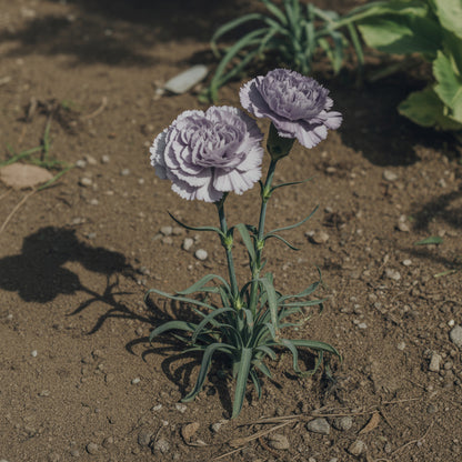 Gray Carnation Flower Seeds: Planting Guide for Successful Growth