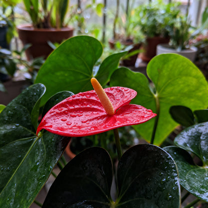 Anthurium Andraeanu Cream Seeds: Perfect for Lush Indoor Gardens and Tropical Displays