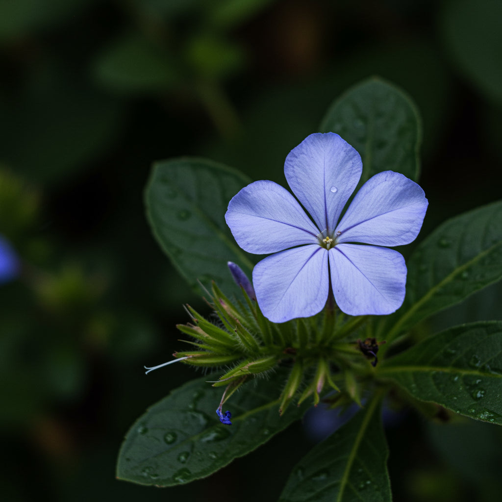 Planting Seeds for Blue Asarina Gloxinia Flowers