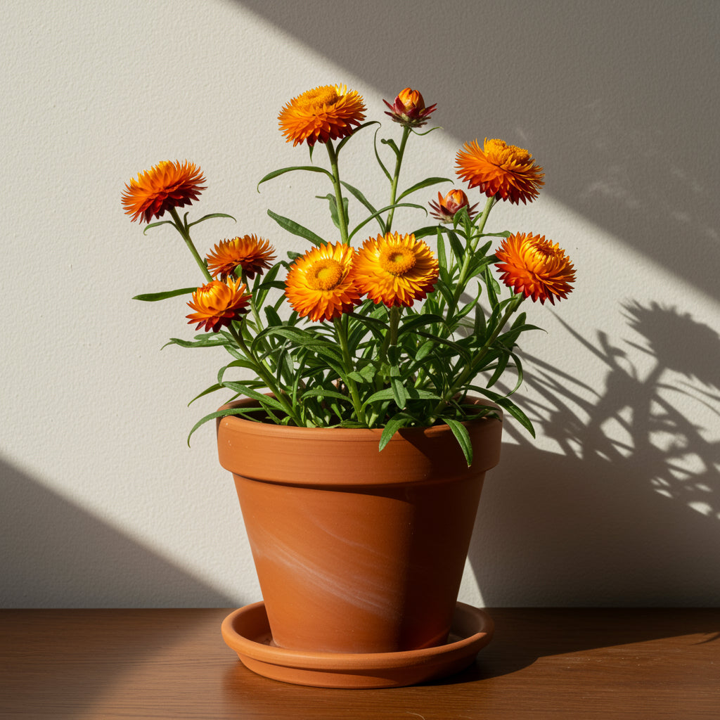 Yellow Orange Straw Flower Planting Seeds