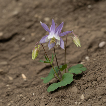 Planting White Violet Aquilegia Flower Seeds for Gorgeous Garden Blooms