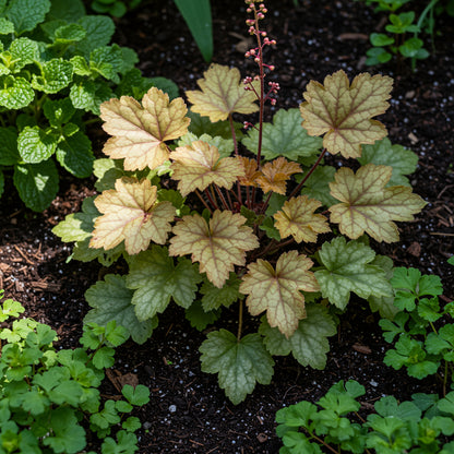 Heuchera Champagne Flower Seeds for Planting