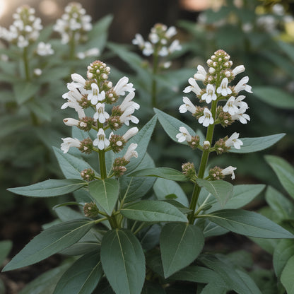 White Pellitory Flower Seeds for Planting  Ideal for Adding Delicate Elegance to Your Garden