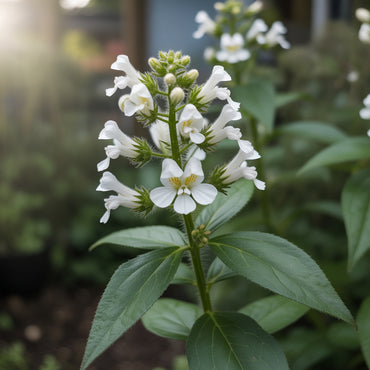 White Pellitory Flower Seeds for Planting  Ideal for Adding Delicate Elegance to Your Garden