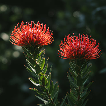 Red Pincushion Flower Planting  Seeds for Vibrant Blossoms in Your Garden