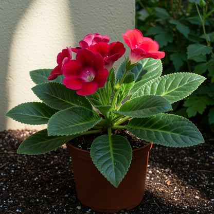 Red Gloxinia Flower Seeds for Lush Blooms  Easy Planting