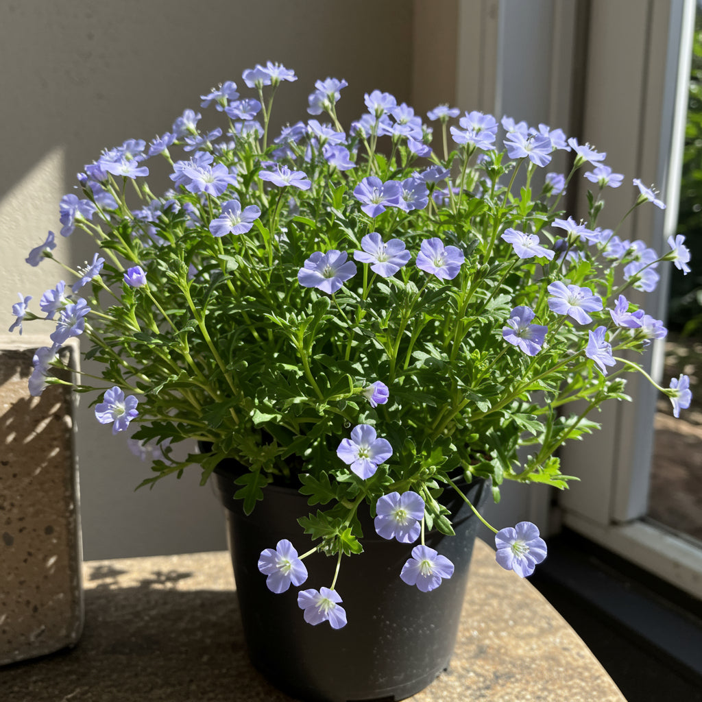 Blue Gypsophila Seeds for Planting - Beautiful Flowering Plant
