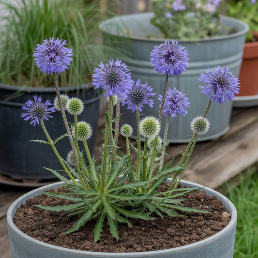 Echinops Ritro Blue Planting Seeds