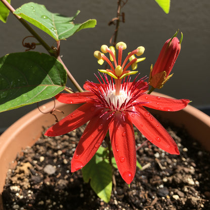 Red Passiflora Alata Seeds for Planting  Exotic Tropical Flowers