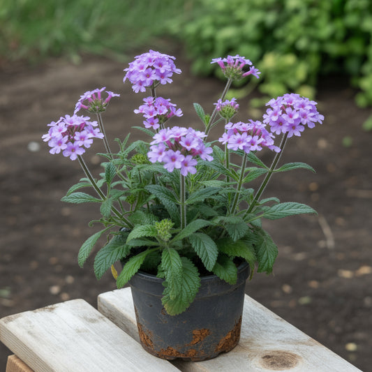Purple Verbena Seeds for Planting  Vibrant Garden Blooms