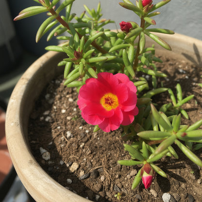 Red Portulaca Flower Seeds for Planting - Annual Colorful Blooms for Your Garden