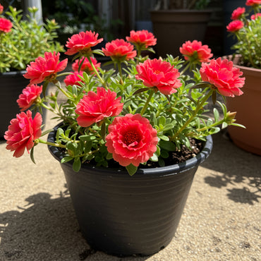 Red Portulaca Flower Seeds for Planting - Annual Colorful Blooms for Your Garden