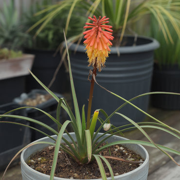 Red Kniphofia Caulescens Seeds for Planting - Vibrant Perennial Flowers