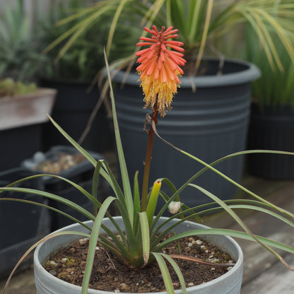 Red Kniphofia Caulescens Seeds for Planting - Vibrant Perennial Flowers