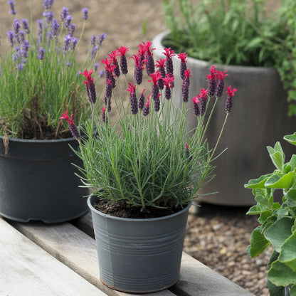 Red Lavender Planting Seeds for Beautiful Blooms