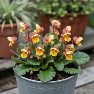Yellow and Red Calceolaria Flower Seeds for Planting