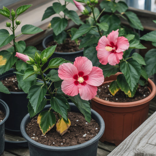 Pink Hibiscus Syriacus Seeds for Garden Planting  Grow Beautiful Flowering Plants with These Easy-to-Plant Seeds