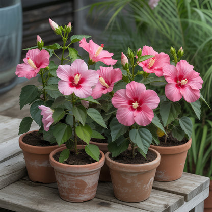 Pink Hibiscus Syriacus Seeds for Garden Planting  Grow Beautiful Flowering Plants with These Easy-to-Plant Seeds