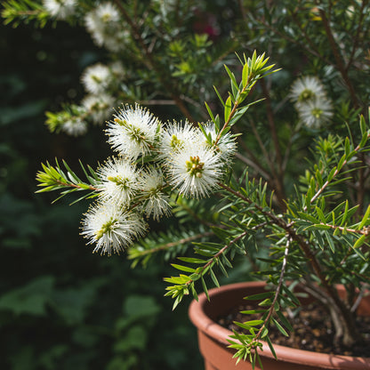 White Melaleuca Tree Seeds for Lush Planting - Seed for Healthy Trees and Garden Elegance