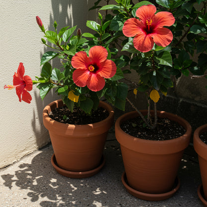 Red Hibiscus Flower Seeds for Easy Planting and Stunning Garden Blooms