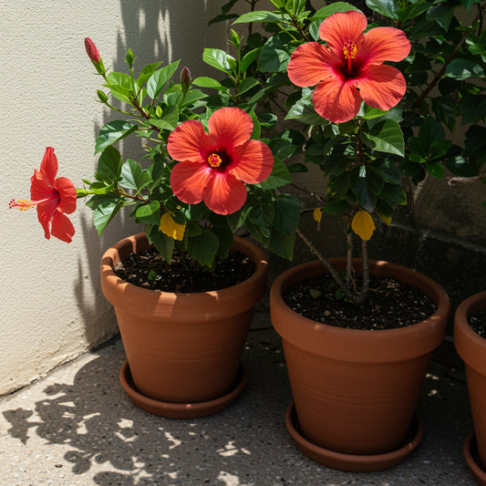 Red Hibiscus Flower Seeds for Easy Planting and Stunning Garden Blooms