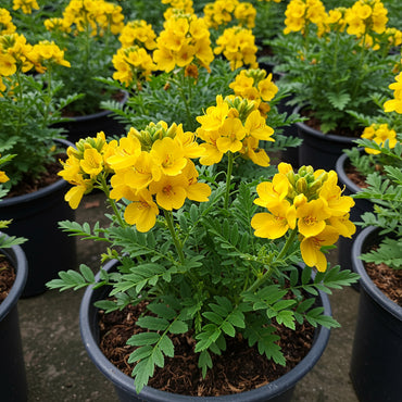 Yellow Senna Flower Planting Seeds