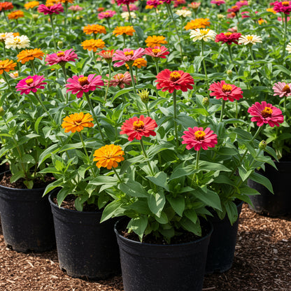 Mix Oklahoma Flower Seeds for Vibrant Garden Planting