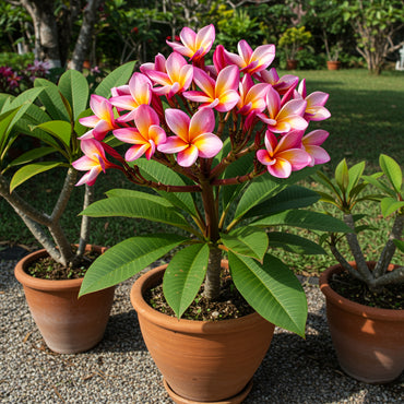 Pink Yellow Egg Flower Seeds for Planting  Vibrant Annual Blooms