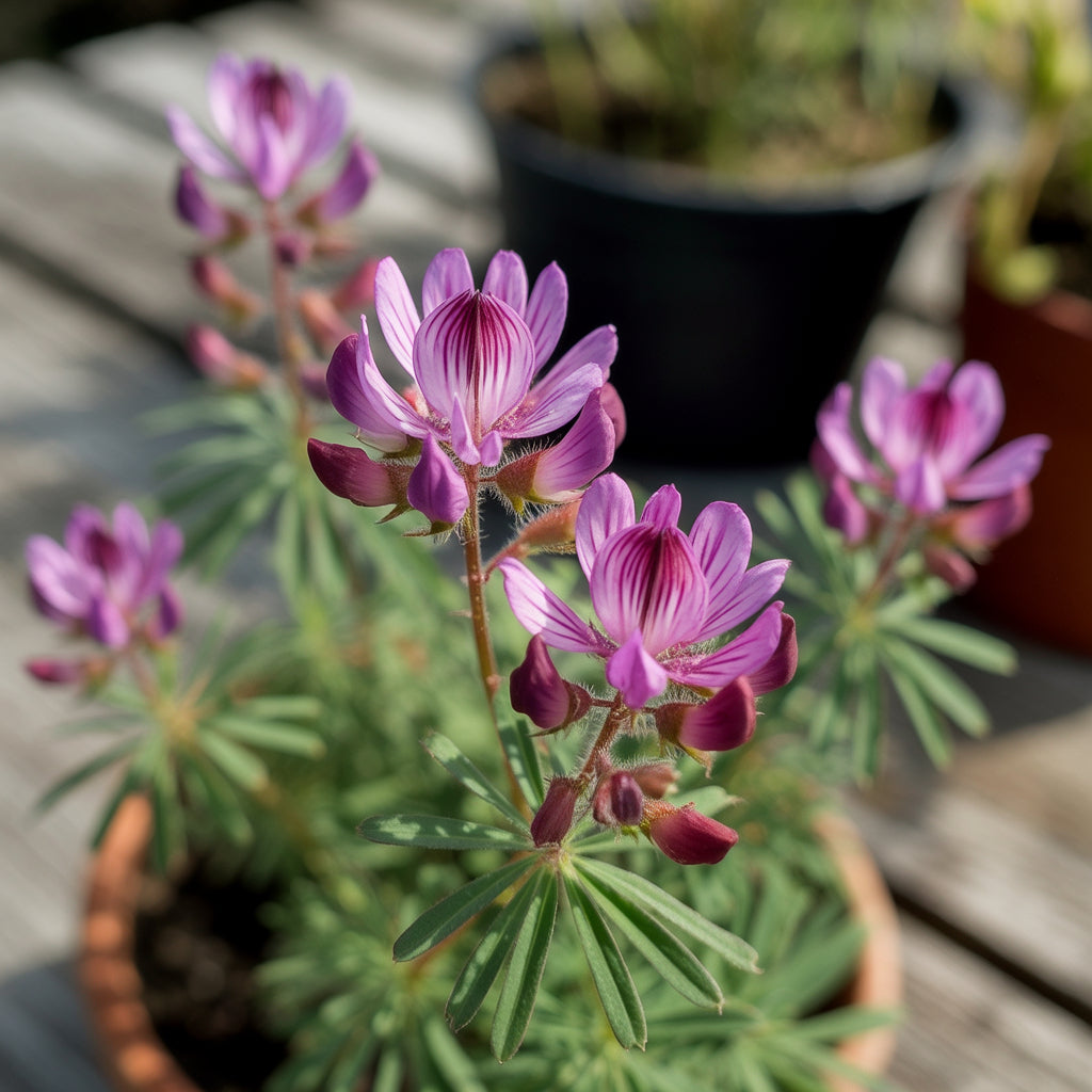 Purple Astragalus Flower Planting Seeds