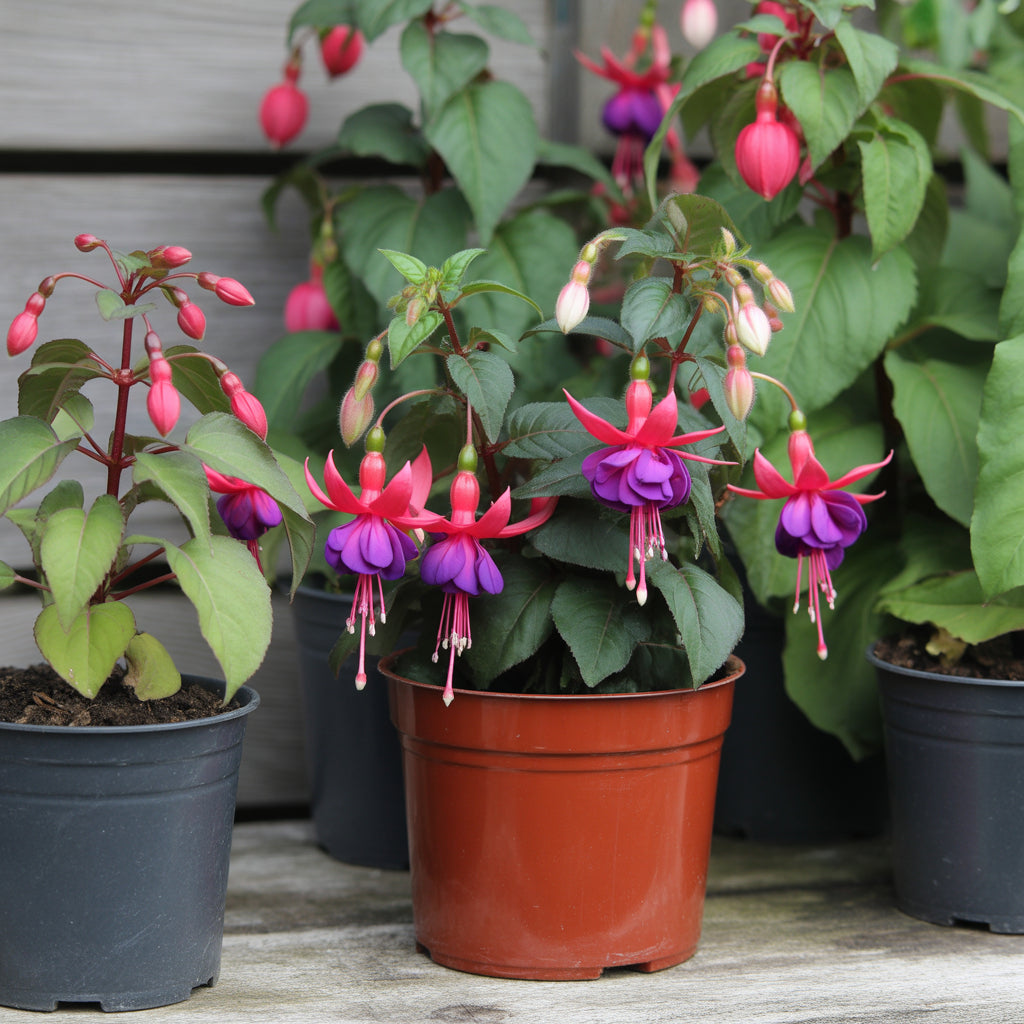 Purple Red Fuchsia Flower Seeds for Planting
