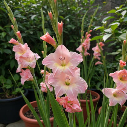 Baby Pink Gladiolus Seeds for Planting