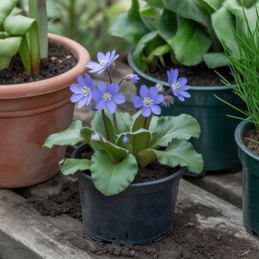 Blue Butterwort Flower Seeds  Planting Made Simple