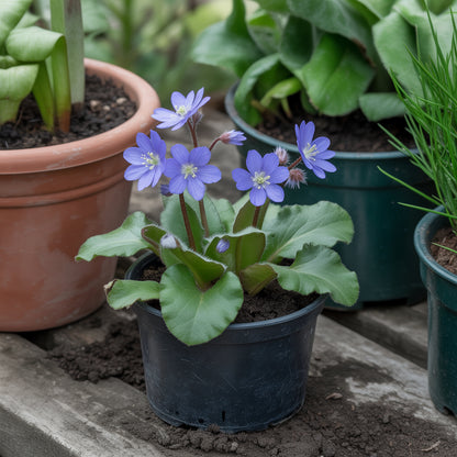 Blue Butterwort Flower Seeds  Planting Made Simple