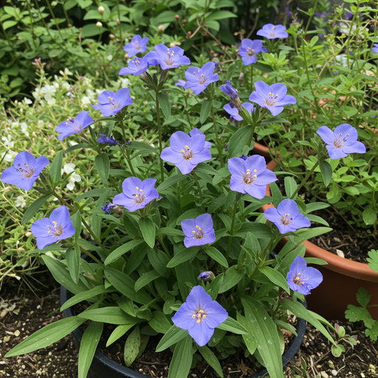 Blue Butterwort Flower Seeds  Planting Made Simple