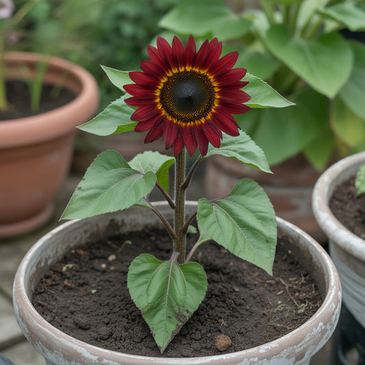 Maroon Sunflower Seeds for Planting  Grow Vibrant Flowers.