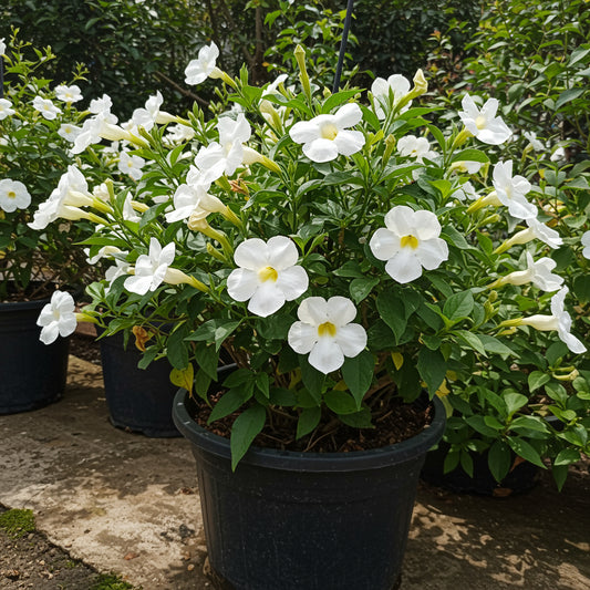 White Thunbergia Alata Flower Seeds for Planting - Seed for Graceful Climbers and Lush Greenery in Your Garden