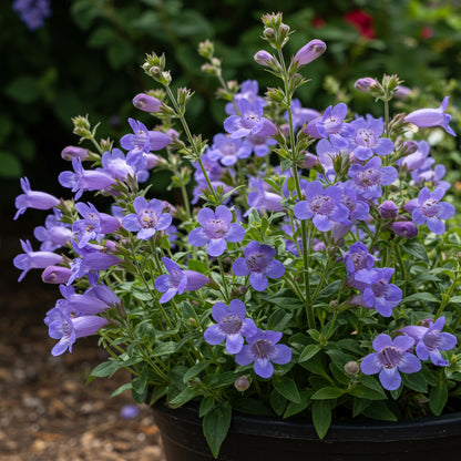 Blue Heterophyllus Planting Seeds - Premium Quality for Gardening