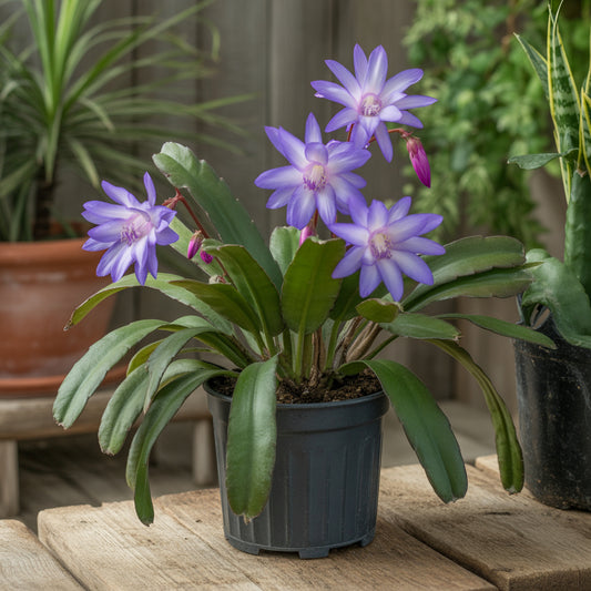 Blue Schlumbergera Seeds for Planting - Rare Flowering Cactus