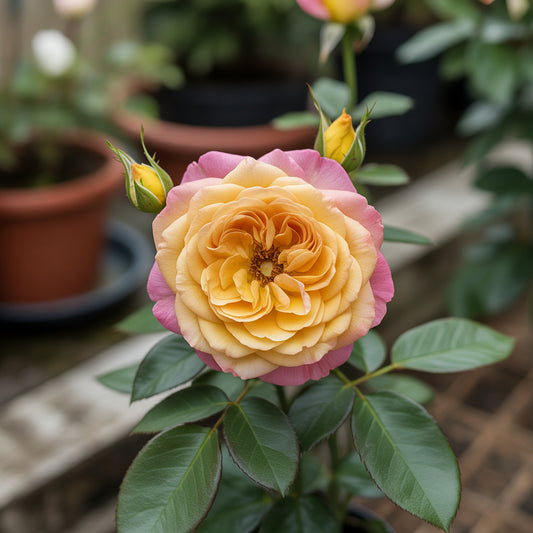 Gold Rose Flower Seeds for Planting