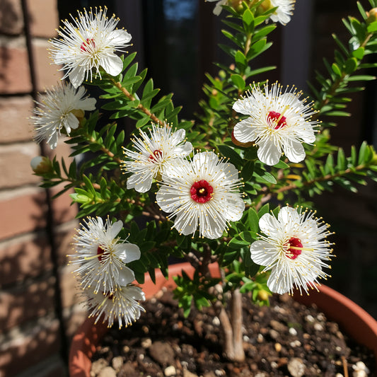 White Leptospermum Scoparium Tree Planting - Seeds for Elegant and Hardy Growth in Your Garden