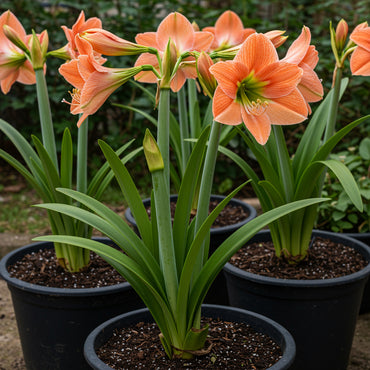 White Orange Amaryllis Seeds for Planting - Vibrant Flower Seeds for Your Garden