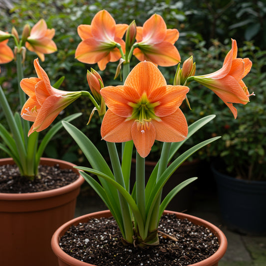 White Orange Amaryllis Seeds for Planting - Vibrant Flower Seeds for Your Garden