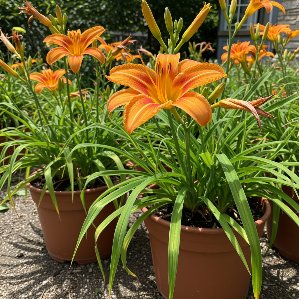 Hemerocallis Orange Seeds  Easy Planting for Stunning Blooms