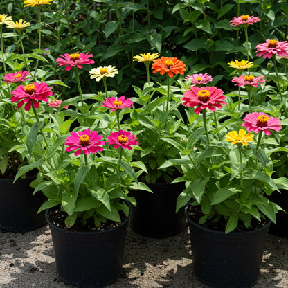 Mixed Thumbelina Flower Seeds for Planting