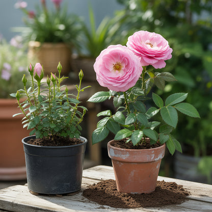 Romantic Light Pink Rose Seeds for Your Garden  Perfect Planting Choice